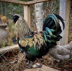 a colorful rooster standing on top of a wooden platform next to a chicken coop with chickens in the background