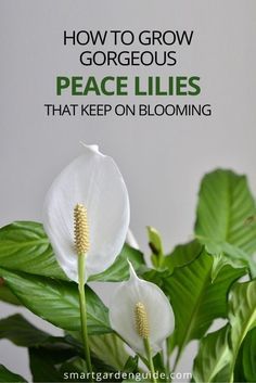 two white flowers with green leaves and the words how to grow gorgeous peace lilies that keep on blooming