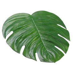 a large green leaf on a white background