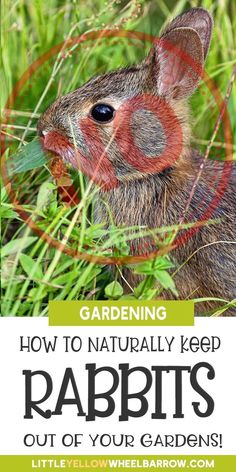 a rabbit in the grass with text overlay reading gardening how to naturally keep rabbits out of your garden