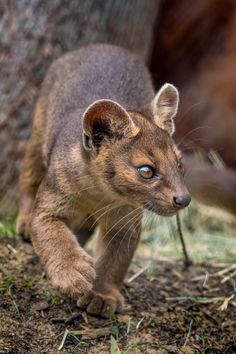 a small brown animal standing next to a tree