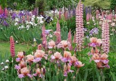 many pink and white flowers in a garden