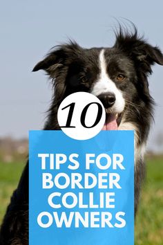 a black and white dog holding a sign that says tips for border collie owners