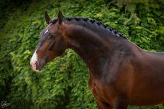 a brown horse with black mane standing in front of green bushes and trees on a sunny day