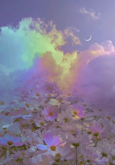 a field full of white flowers under a rainbow colored sky