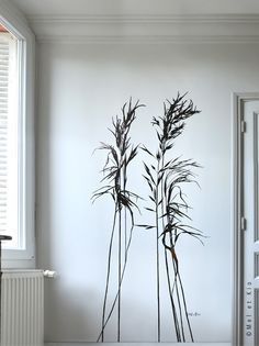 two tall grass stalks in front of a white wall