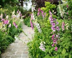 English Garden Ideas, Garden Path Ideas, Cottage Garden Flowers, English Garden Style, Naturalistic Garden, English Garden Design, Clematis Montana, Monty Don, Path Ideas