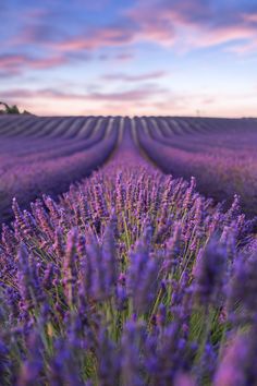 rows of lavender flowers in the foreground with a purple sky