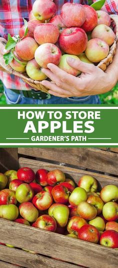 an image of how to store apples gardener's path