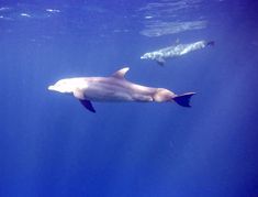 two dolphins swimming in the ocean with one looking at the camera while another swims behind them