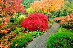 a path in the middle of a garden with trees and shrubs around it, surrounded by colorful foliage