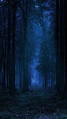 a dark forest filled with lots of trees covered in fog and light at the end