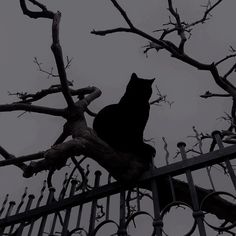 a cat sitting on top of a tree next to a metal fence and some branches