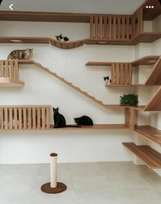 two cats sitting on top of wooden shelves in a room with white tile flooring