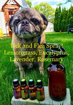 a pug dog sitting in the grass next to several bottles of essential oils and an empty jar