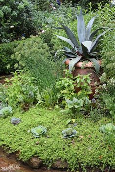 a garden filled with lots of green plants