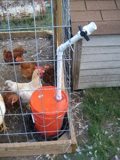 an image of chickens in a cage with a bucket on the ground next to them