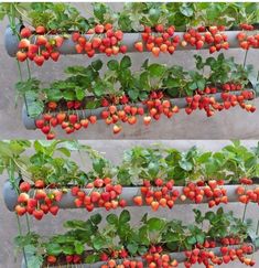 two rows of strawberries growing in the same planter