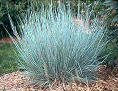 a blue plant is in the middle of some mulchy dirt and bushes behind it