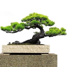 a bonsai tree sitting on top of a stone block