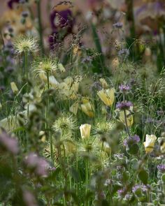 wildflowers and other plants in a field with purple flowers on the far side