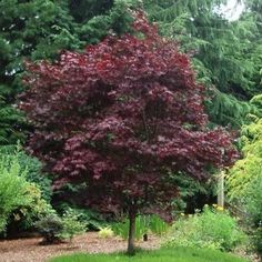 Emperor One Japanese Maple Dark Red Color Yard Trees, Cypress Mulch, Fast Growing Evergreens, Lipstick Plant, Hydrangea Care, Japanese Maples, Japanese Maple Tree, Specimen Trees