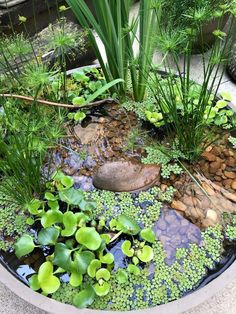 there is a pond with plants and rocks in it