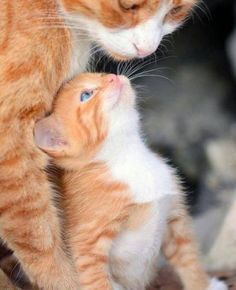 an orange and white kitten playing with its mother