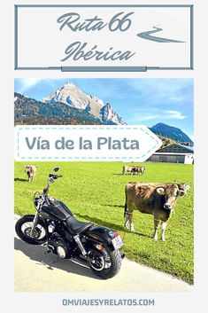 a motorcycle parked on the side of a road in front of some cows and mountains