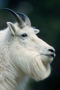 a close up of a goat with long horns