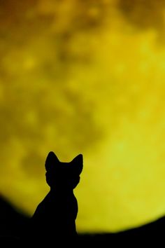 the silhouette of a cat in front of a full moon with yellow light behind it