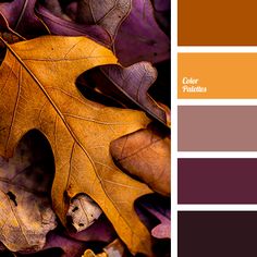 an image of autumn leaves with color palettes