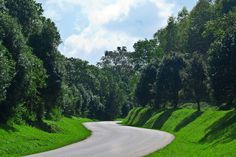 a winding road surrounded by lush green trees