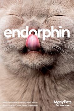 a close up of a cat's face with the word endorphin on it