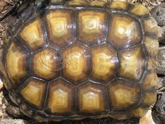 a close up of a turtle on the ground