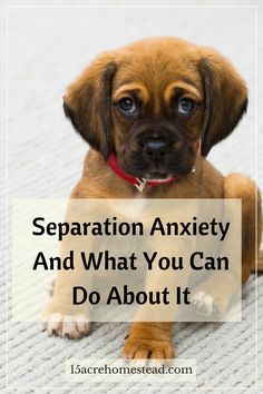 Separation Anxiety And What You Can Do About It Puppy Information, Dog Food Ideas, Essential Oils For Dogs, Dog Skin Care, Dogs Products, Training A Dog, Acre Homestead