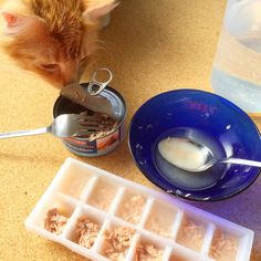 an orange tabby cat eating out of a blue bowl next to ice cubes