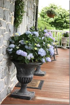 some blue flowers are sitting on the porch