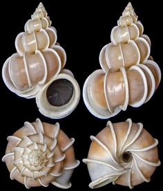 four seashells are arranged in the shape of flowers