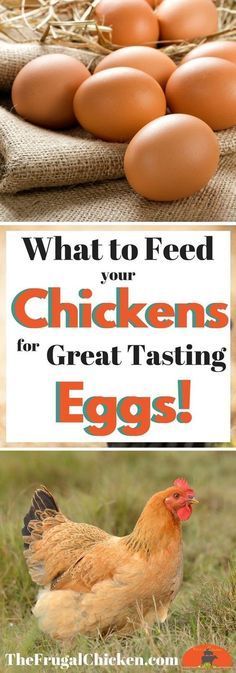 what to feed your chickens for great tasting eggs is an easy way to keep them fresh and healthy