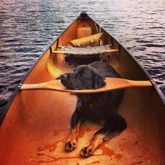 a black dog is sitting in a canoe with a paddle on it's side