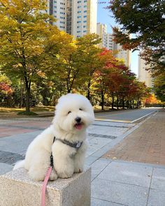 a small white dog sitting on top of a cement block in the middle of a park