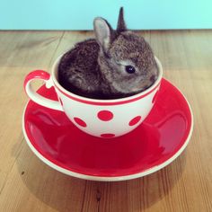 a small rabbit sitting in a cup on top of a saucer with polka dots