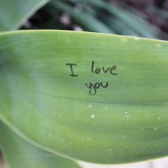 the word i love you written on a green plant's leaf is shown in black ink