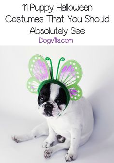 a dog wearing a butterfly costume with the words, 11 puppy halloween costumes that you should absolutely see