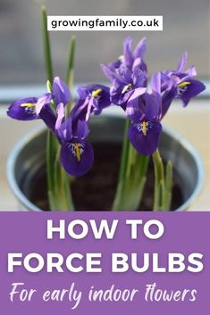 purple flowers in a pot with text overlay how to force bulbs for early indoor flowers