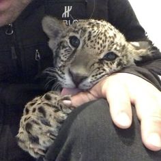 a man holding a small leopard cub in his lap while wearing a black jacket and hoodie