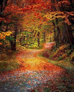 a path in the middle of a forest with lots of trees and leaves on it