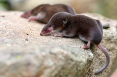 two small brown mice sitting on top of a large stone wall next to each other