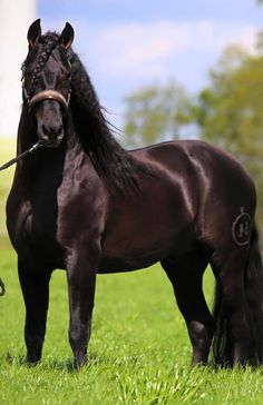 a black horse standing on top of a lush green field